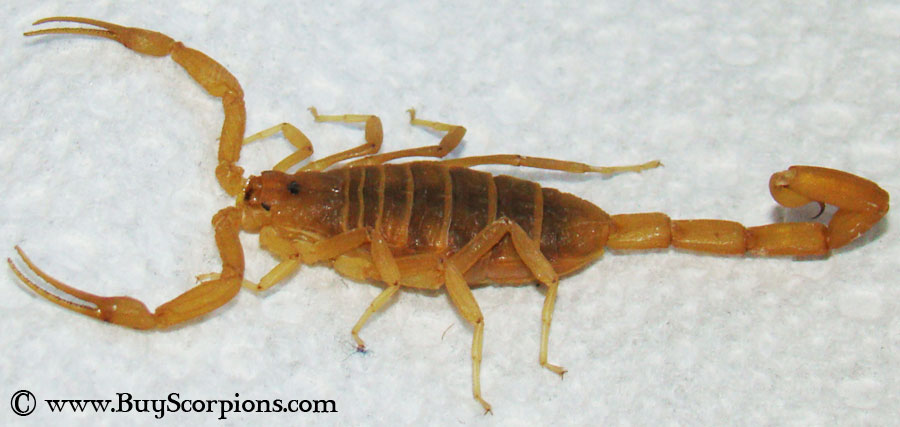 Arizona Bark Scorpions For Sale
